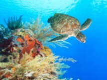 Тулум: снорклинг с морскими черепахами и купание в сеноте