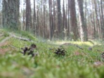 Куршская коса + Янтарный, Светлогорск и Зеленоградск