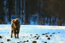 Белорусский уикенд в Беловежской пуще