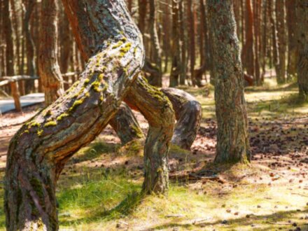 Куршская коса — уголок нетронутой природы