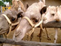 Веселый день для всей семьи в парке развлечений