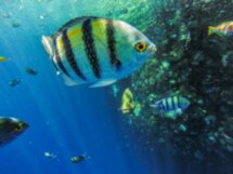 Рыбалка и морская прогулка в Красном море