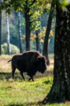 В Окский заповедник — к журавлям и зубрам!
