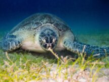Бухта Абу Дабаб: кораллы и морские черепахи