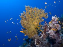 Бухта Абу Дабаб: кораллы и морские черепахи