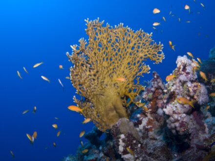 Бухта Абу Дабаб: кораллы и морские черепахи