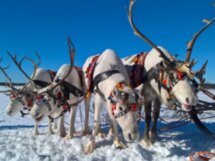 Этно-путешествие из Мурманска в деревню саамов