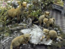 Зоологический музей для детей и взрослых
