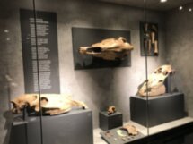 Два в одном: Тульский кремль и археологический музей