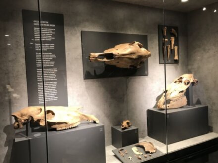 Два в одном: Тульский кремль и археологический музей