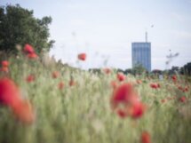 Белград — город на границе двух культур