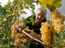 Дегустация грузинских вин, сыров и чурхчелы