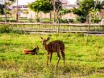 В мире животных: Dubai Safari Park и The Green Planet