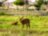 В мире животных: Dubai Safari Park и The Green Planet