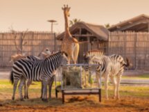 В мире животных: Dubai Safari Park и The Green Planet