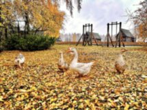 Детская экскурсия в Музей деревянного зодчества