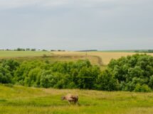 Куликово поле и усадьба Богородицкое за 1 день