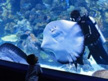 Гранд Аквариум в Хургаде: Красное море за стеклом