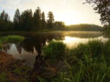 Зубровник на Карельском перешейке