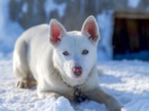 По Камчатке на внедорожнике, снегоходе и в упряжке