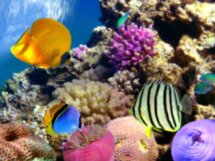 Дайвинг в Красном море для новичков