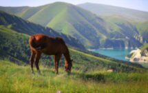 2 сердца Кавказа: Дагестан и Чечня