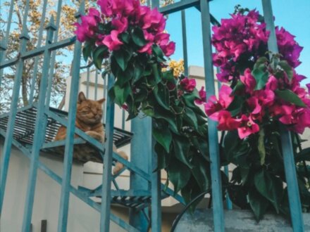 Настоящие Афины