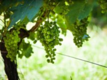 Эногастрономическое путешествие: секреты Amarone