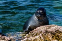 Приключения на Ольхоне: Хобой, Шаманка и острова Малого моря