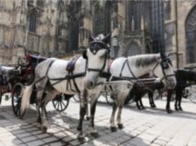 Из Будапешта в имперскую Вену