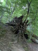 Берендеево царство и Мамедово ущелье из Сочи