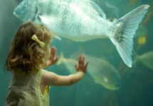 Билеты в тематический парк «Seaworld» и трансфер из Дубая
