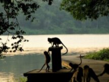 Прогулка по парку MacRitchie с фотосессией