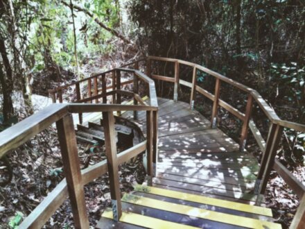Прогулка по парку MacRitchie с фотосессией