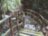 Прогулка по парку MacRitchie с фотосессией