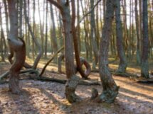 Куршская коса — магия дюн, ветра и сосен