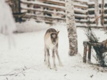 День в саамской деревне