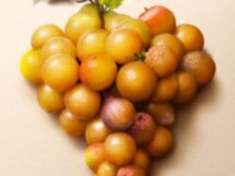 Винный тур в Сотэрн и Грав. Ожерелье вкуса