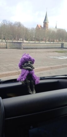 Куршская коса и Зеленоградск за один день