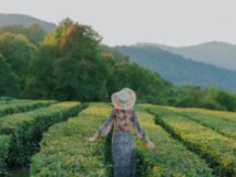 Чайные плантации Солох-Аула и долина Шахе + фотосессия