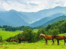 Конная прогулка по заповедной Кудепсте