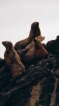 Затерянные острова и лежбище морских львов: фототур на катере!