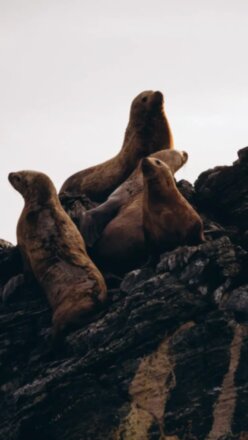 Затерянные острова и лежбище морских львов: фототур на катере!