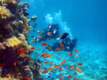 Дайвинг в фантастическом Красном море