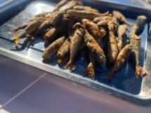 Рыбалка на Чёрном море в мини-группе
