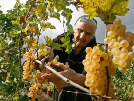 Сокровища Кахетинского региона