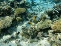 Морская прогулка к Коралловым островам