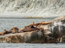 В гости к сивучам: морское путешествие к мысу Кекурный