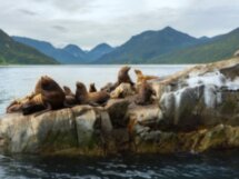 В гости к сивучам: морское путешествие к мысу Кекурный