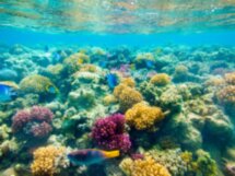 Красное море: прогулка на катере с панорамным дном